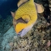 triggerfish_titan_shsh_si_v_0051_egy4738.jpg
